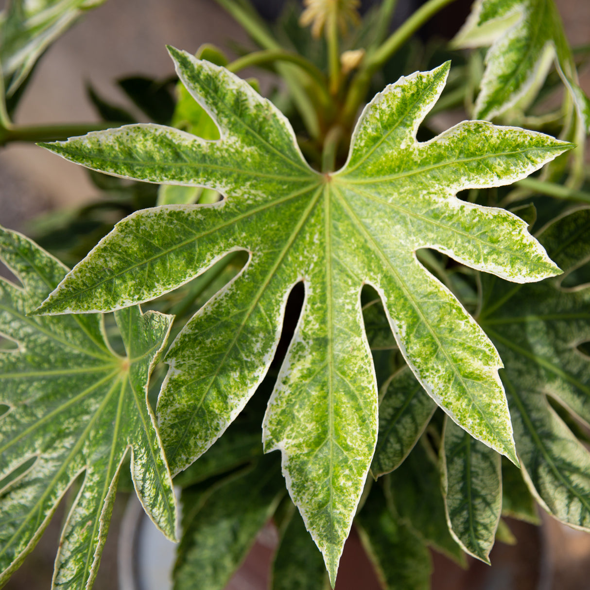 Variation of spider web fatsia leaves - bright green foliage with cream striping on star shaped leaves