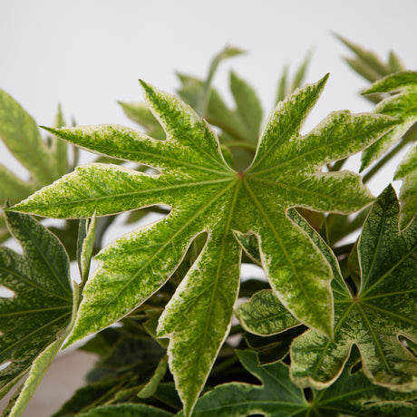 spider web fatsia for sale with variegated leaves in green and yellow