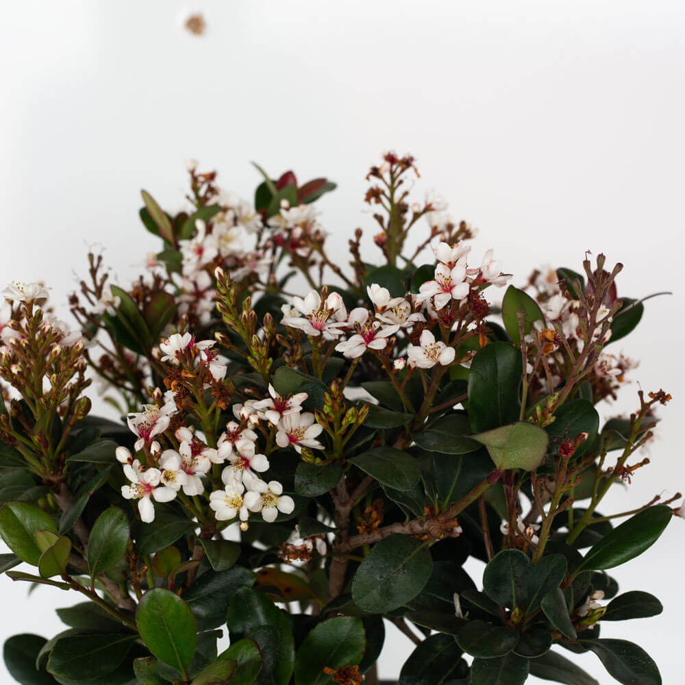 indian hawthorn shrubs for sale white flowers