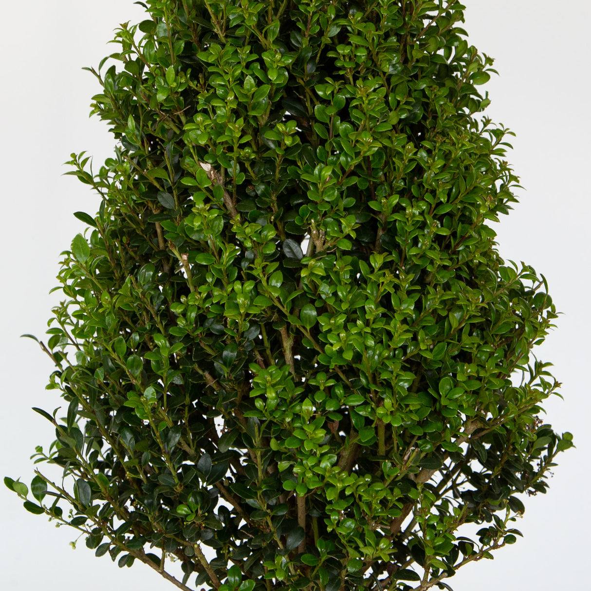 ilex steeds holly for sale online natural pyramidal shape 