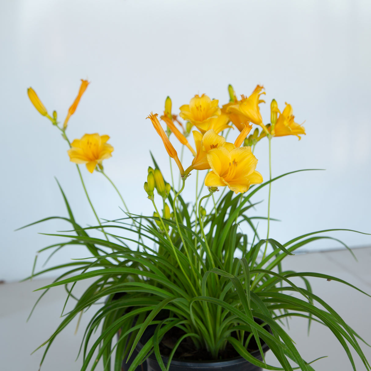 yellow stella d'oro daylily green stems 