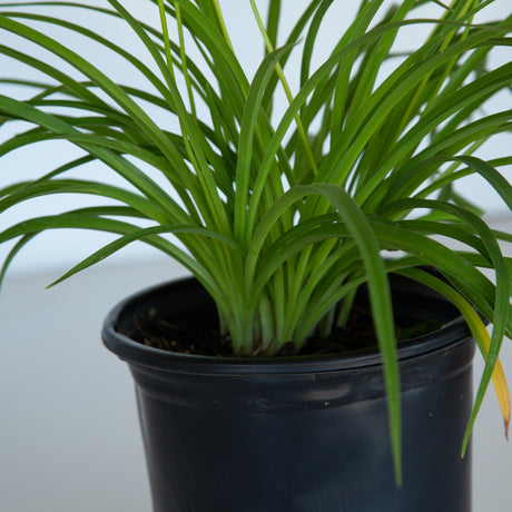 stella de oro daylily evergreen foliage in black pot