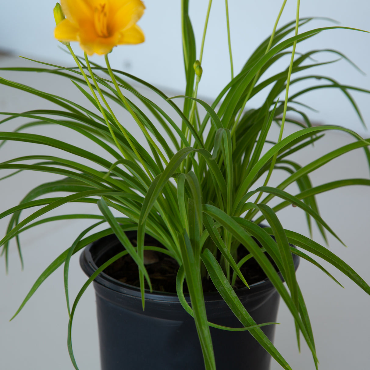 yellow stella d'oro daylily green stems 