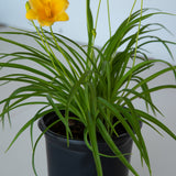 yellow stella d'oro daylily green stems 