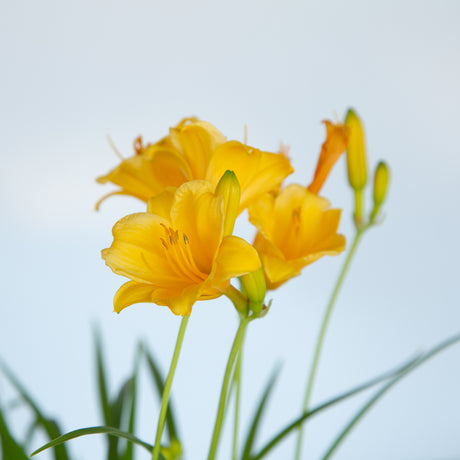 Yellow flower on a stella d'oro daylily with green stems and a white background
