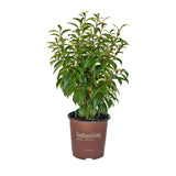 stellar ruby banana shrub for sale southern living plant