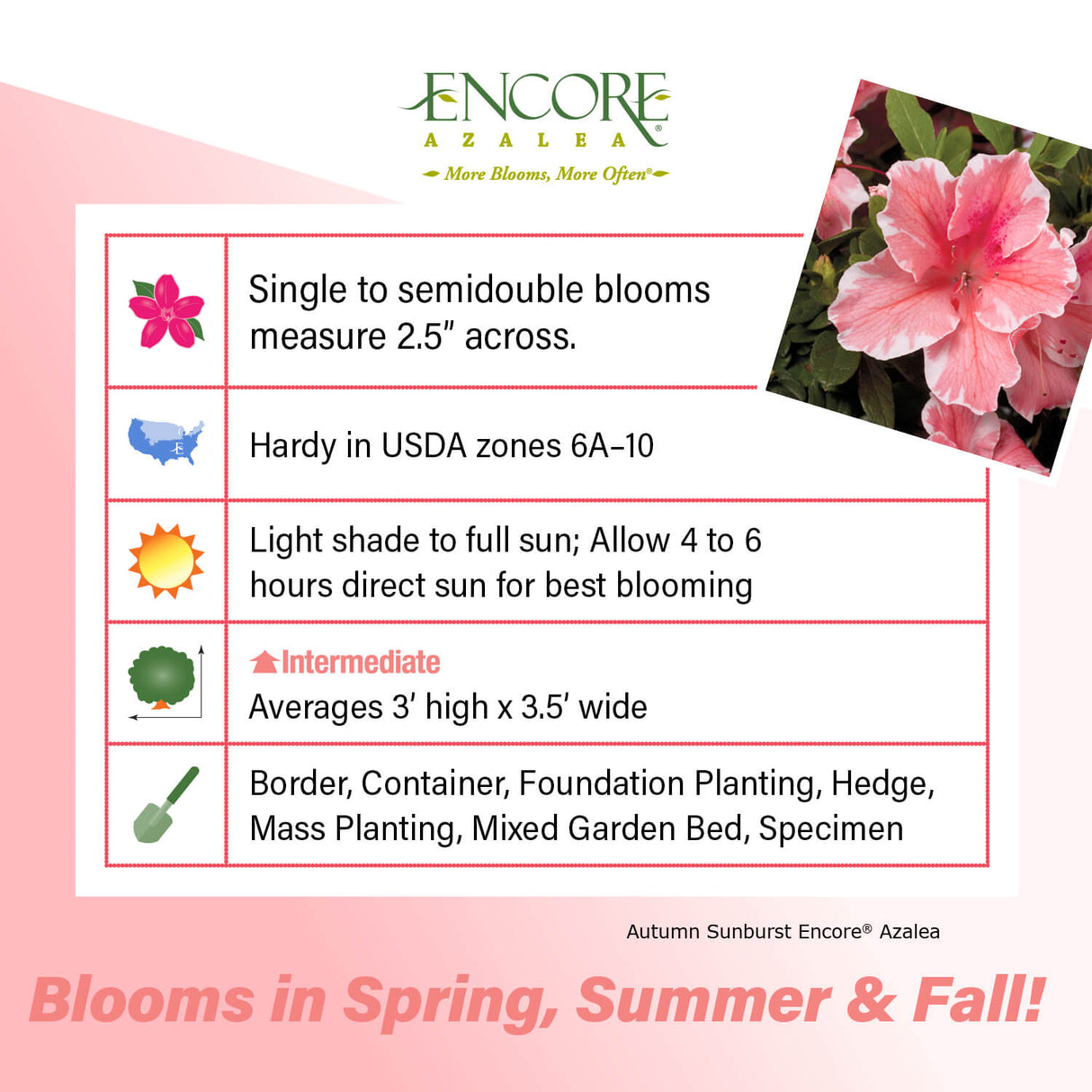 Encore Azalea Autumn Sunburst fact sheet