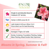 Encore Azalea Autumn Sunburst fact sheet