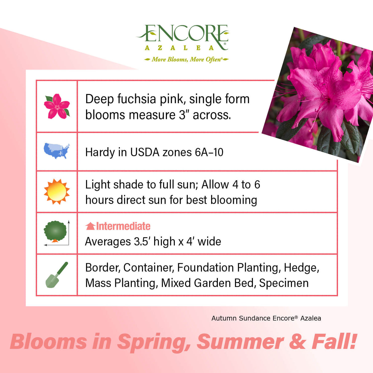 Encore Azalea Autumn Sundance fact sheet