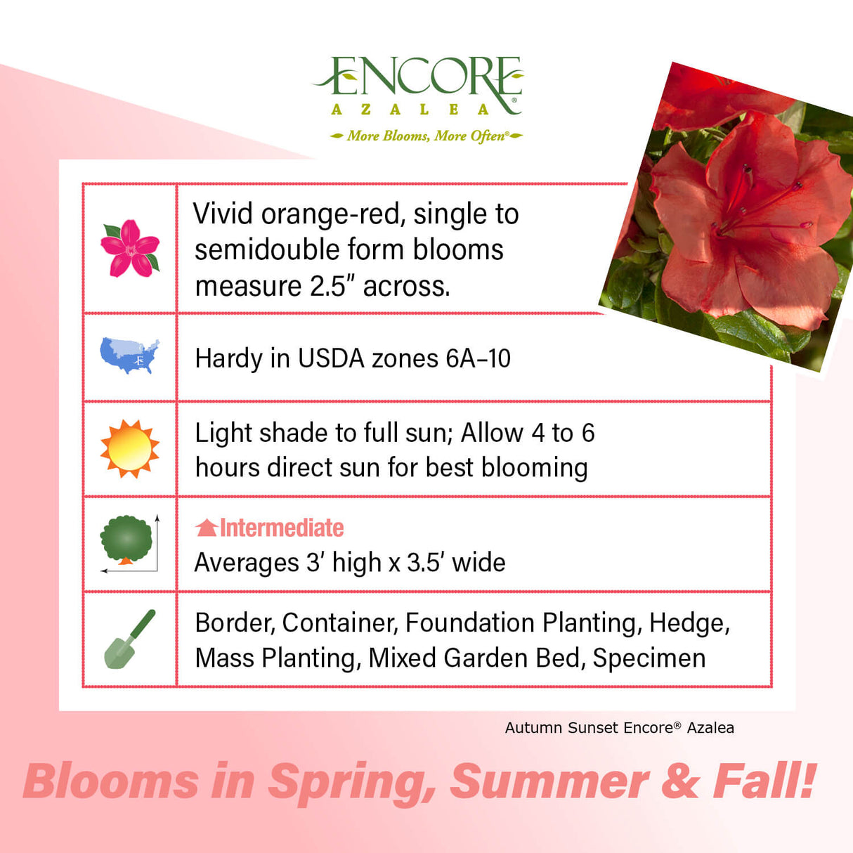 Encore Azalea Autumn Sunset fact sheet