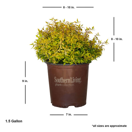 southern living peach abelia shrub for sale online average shipped size 