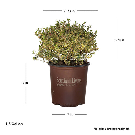 suntastic pink abelia shrub for sale online average shipped size