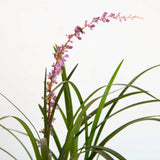 purple and pink flower spike on super blue liriope grass with strap like green foliage