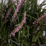 Super Blue Liriope grass with purple flower spikes