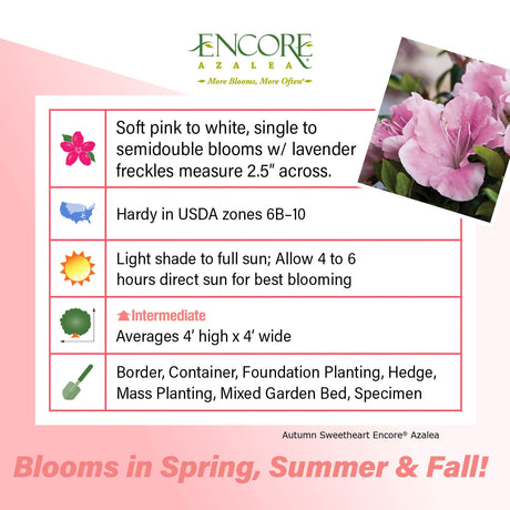 Encore Azalea Autumn Sweetheart fact sheet