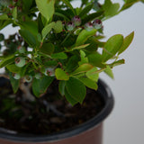 southern living takes the cake blueberry bush for sale 