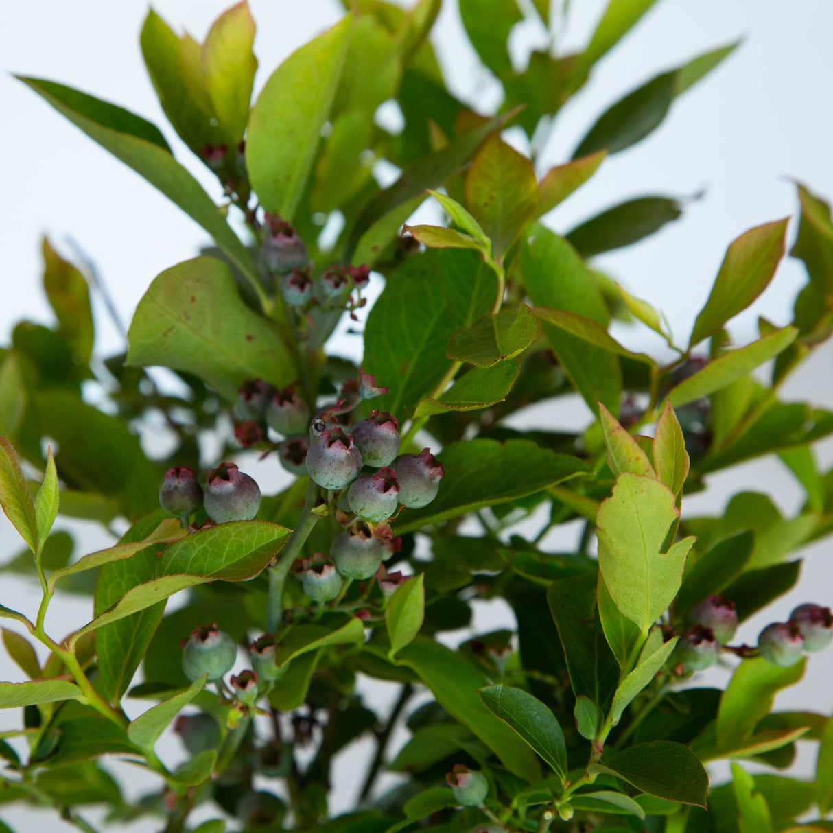 southern living takes the cake blueberry bush for sale 