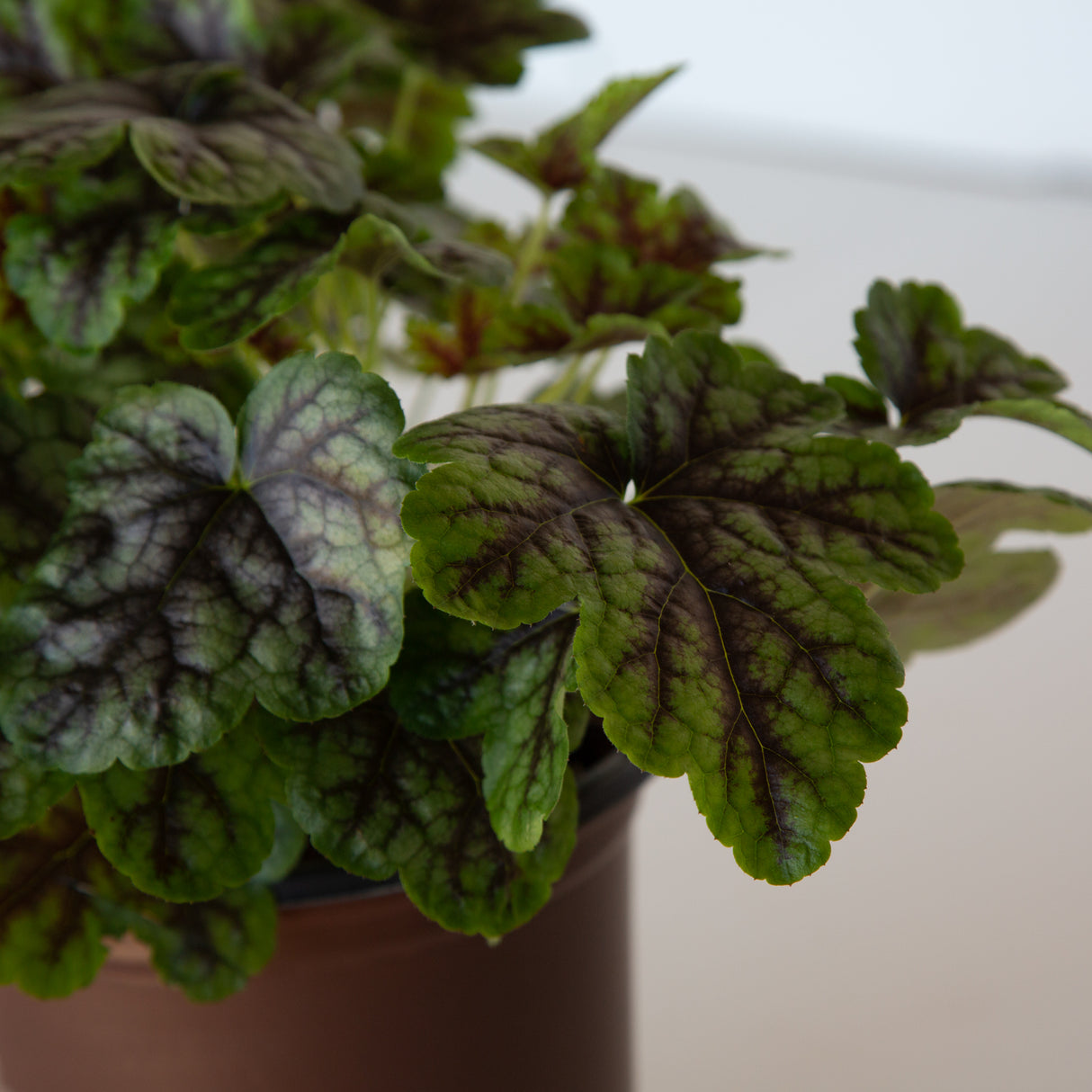 'Tapestry' Heucherella