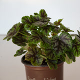 'Tapestry' Heucherella