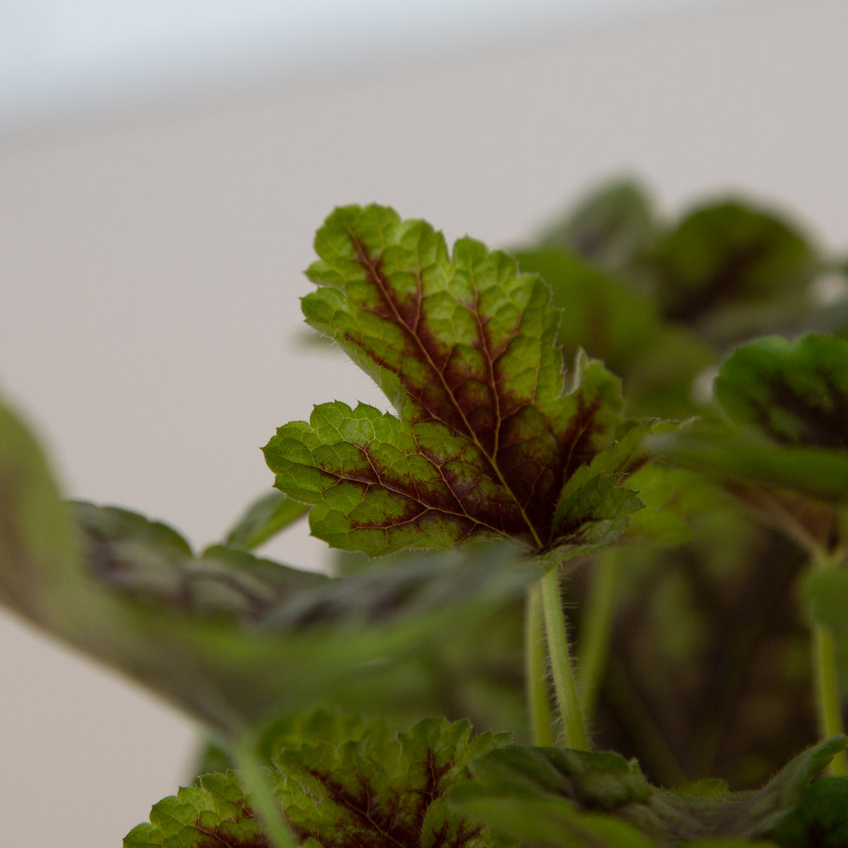 'Tapestry' Heucherella