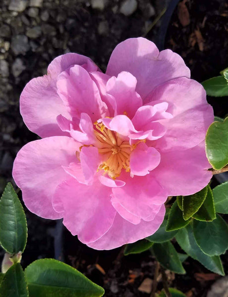 Taylor's perfection camellia pink bloom