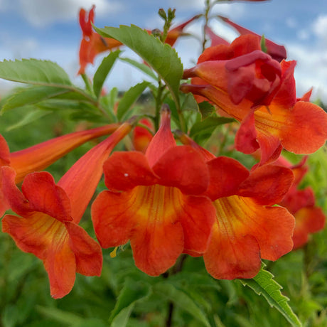 Tecoma Bells of Fire for sale with bright red flowers. Trumpet Bush flowers in full sun