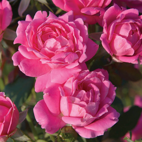 double knock out roses pink