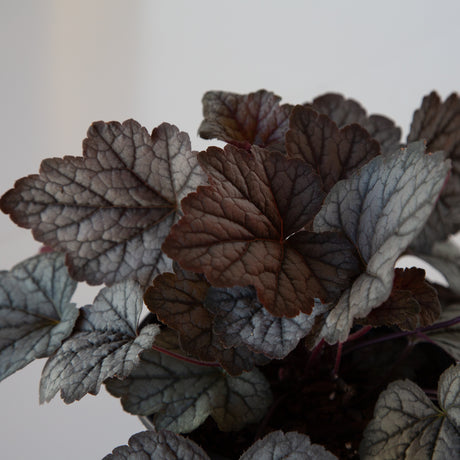 close up foliage perennial foamy bells southern living heucherella 