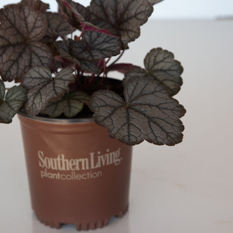 coral bells variegated heuchera plant for sale