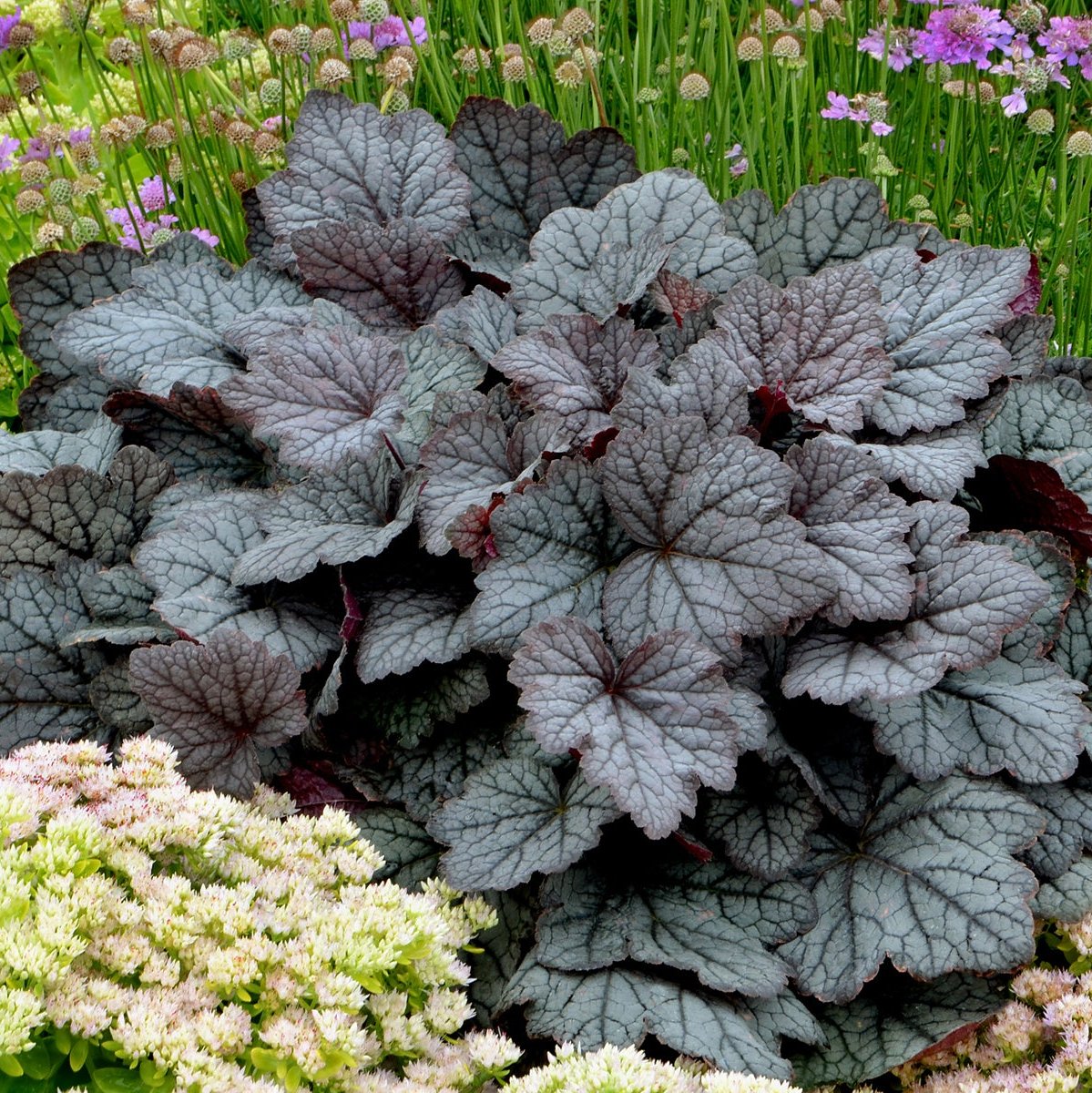 'Twilight Heucherella leaves up close