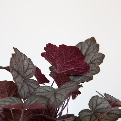 coral bells variegated heuchera plant for sale