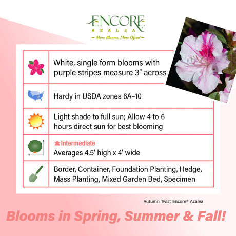 Encore Azalea Autumn Twist fact sheet