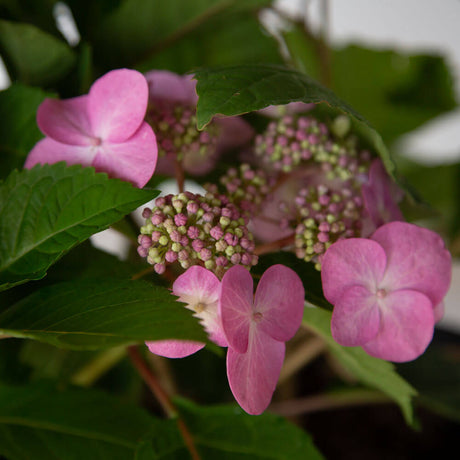 twist and shout hydrangea pink blue blooms lace cap