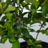 southern living takes the cake blueberry bush for sale 