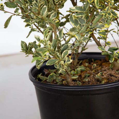 distinct green and creamy-white patterned leaves ornamental privet for sale