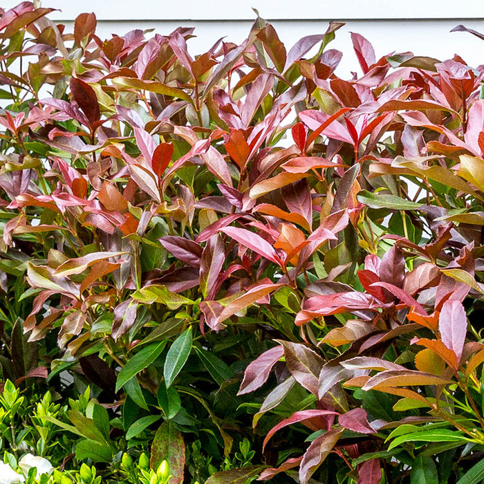 Viburnum Coppertop orange green for sale online