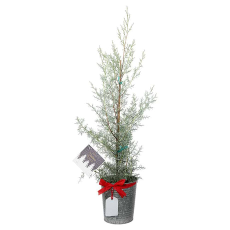 Living Christmas Tree - Carolina Sapphire Arizona Cypress