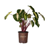 2 Gallon Waikiki Colocasia for sale with variegated green and cream foliage in a brown southern living plant collection pot on a white background