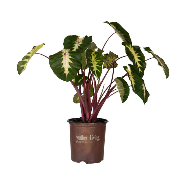 2 Gallon Waikiki Colocasia for sale with variegated green and cream foliage in a brown southern living plant collection pot on a white background