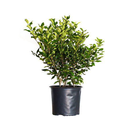 glossy green leaves of the way leaf privet in a black 2.5 Gallon pot