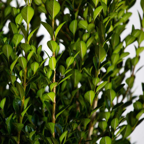 evergreen wintergreen boxwood foliage
