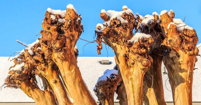 Crepe Myrtles that have been crepe murdered