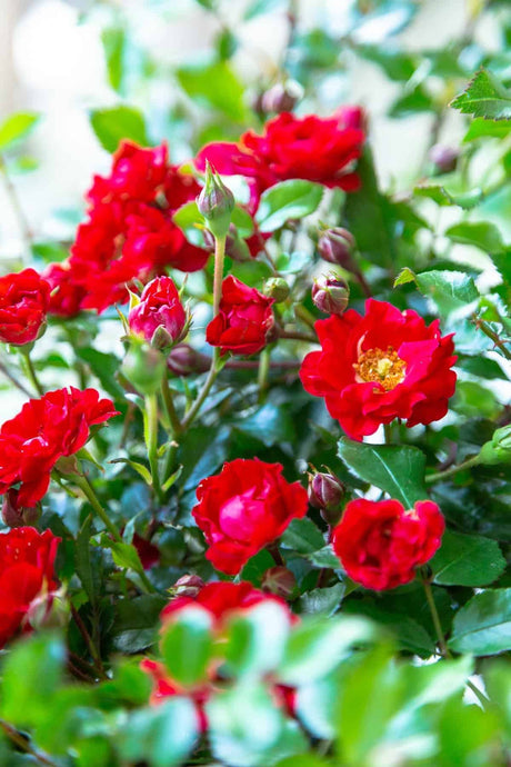 It's A Breeze Groundcover Rose with red flowers and green foliage