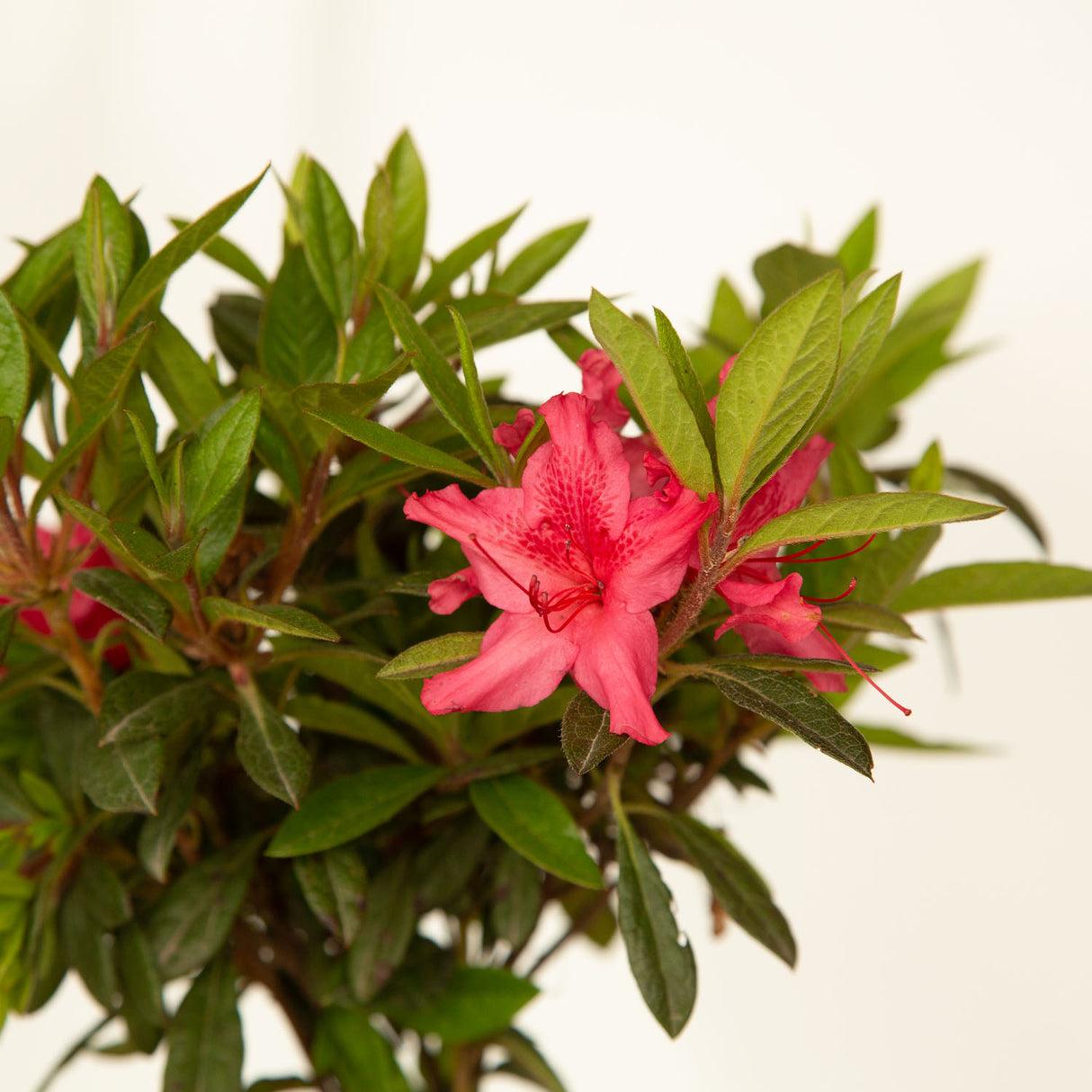 encore azalea sundance for sale online pink flower blooms