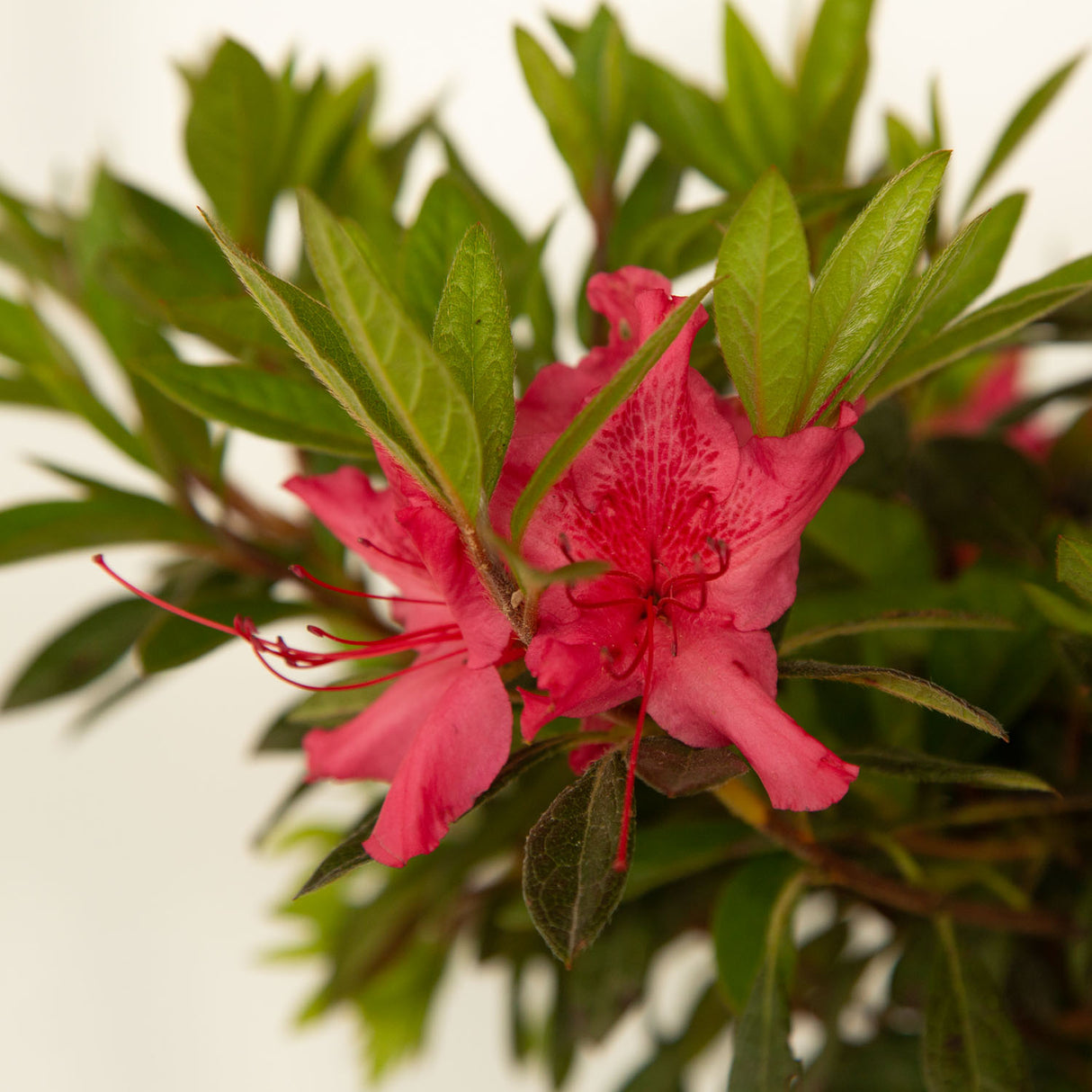 encore azaleas for sale online pink flower blooms