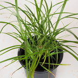 maiden grasses for sale online plantsbymail evergreen