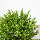 compact evergreen dragon prince cryptomeria japanese cedar