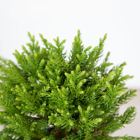 compact evergreen dragon prince cryptomeria japanese cedar