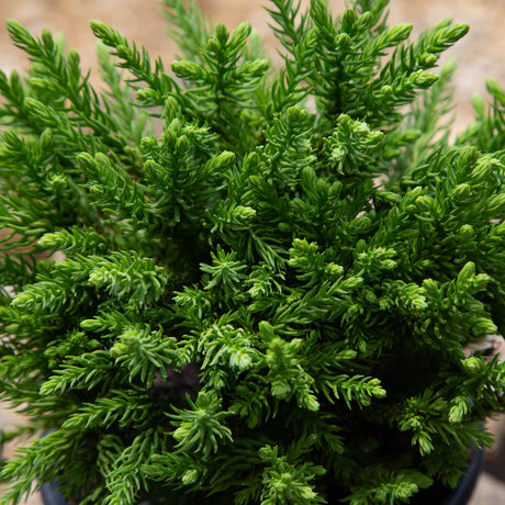 Dragon Prince Cryptomeria foliage