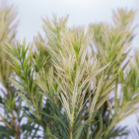 yew trees for sale roman candle podocarpus